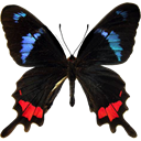 Cuban Cattleheart Swallowtail - Parides gundlachianus icon